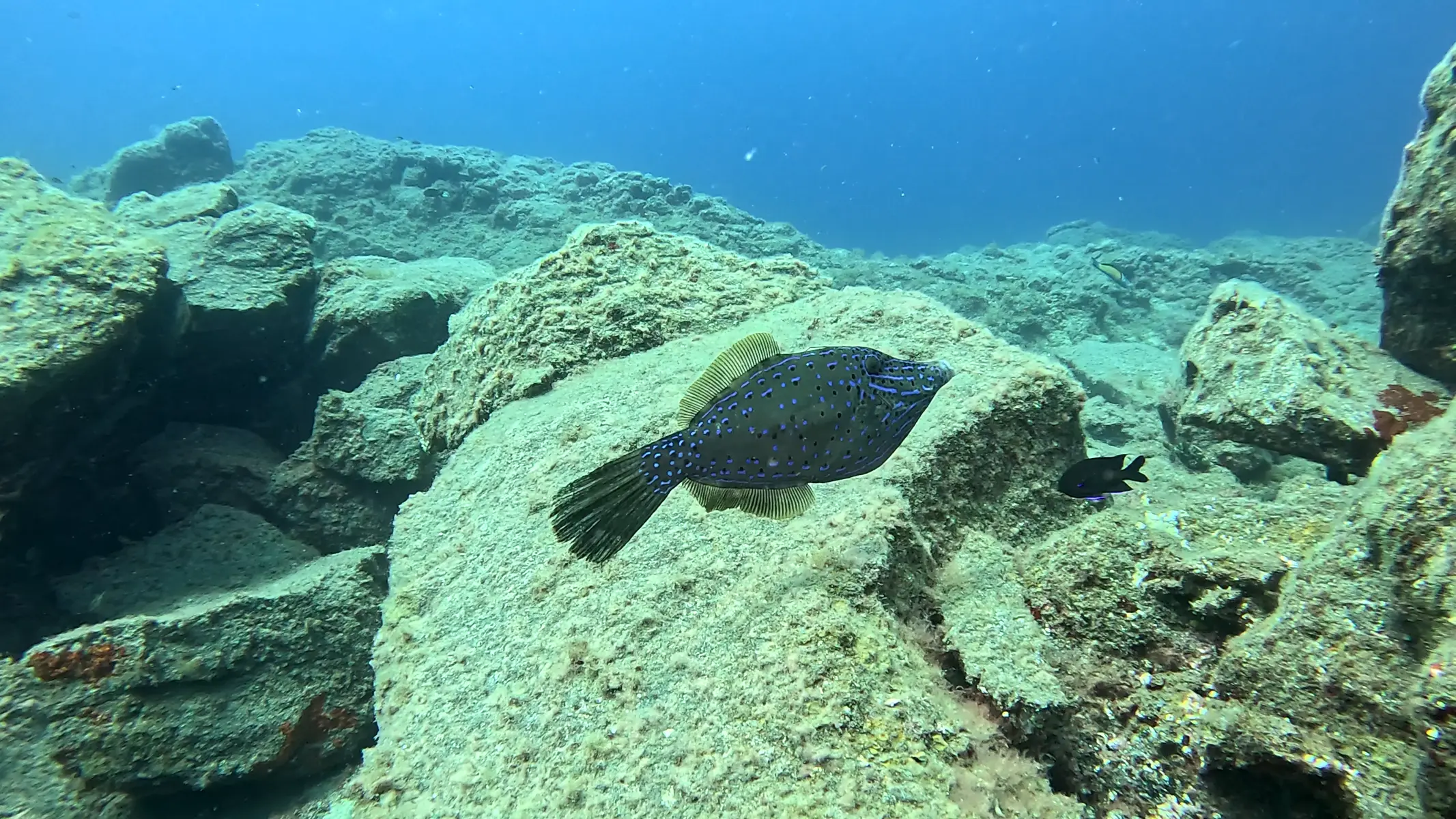 Sortie randonnée palmée