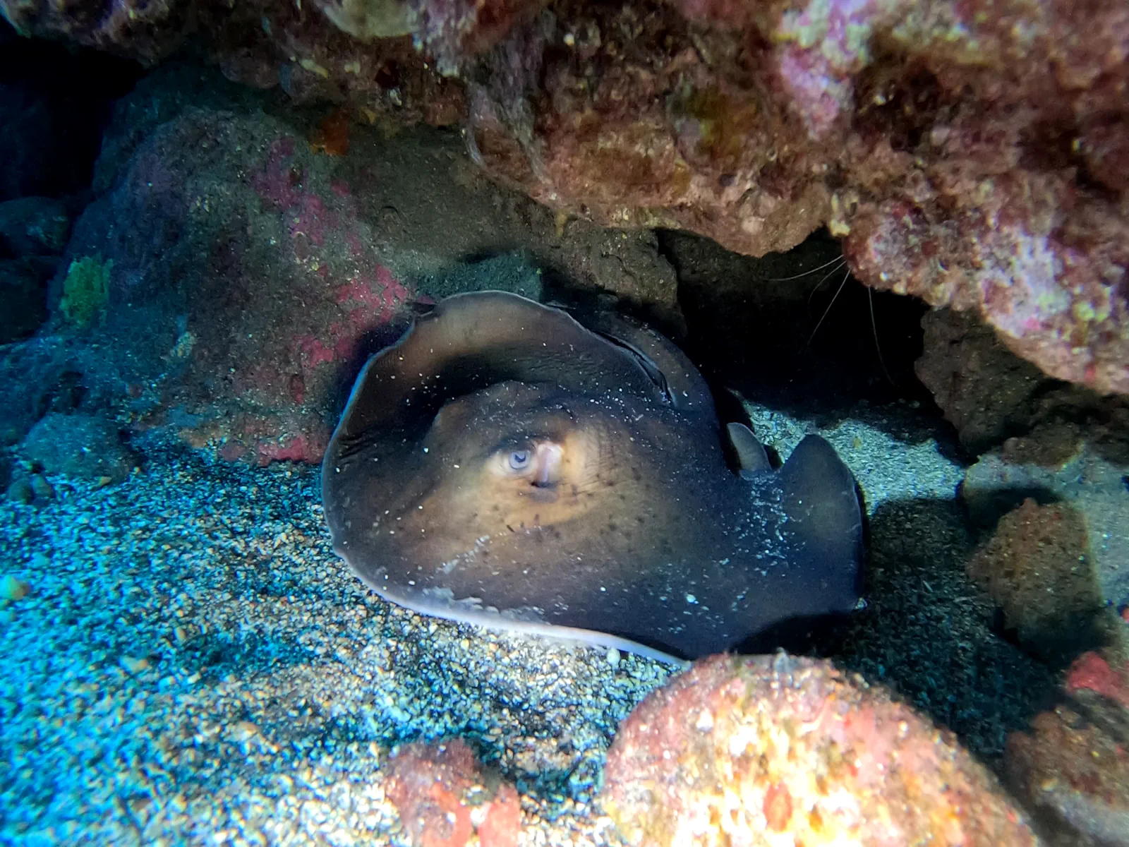 Formation de plongée sous-marine