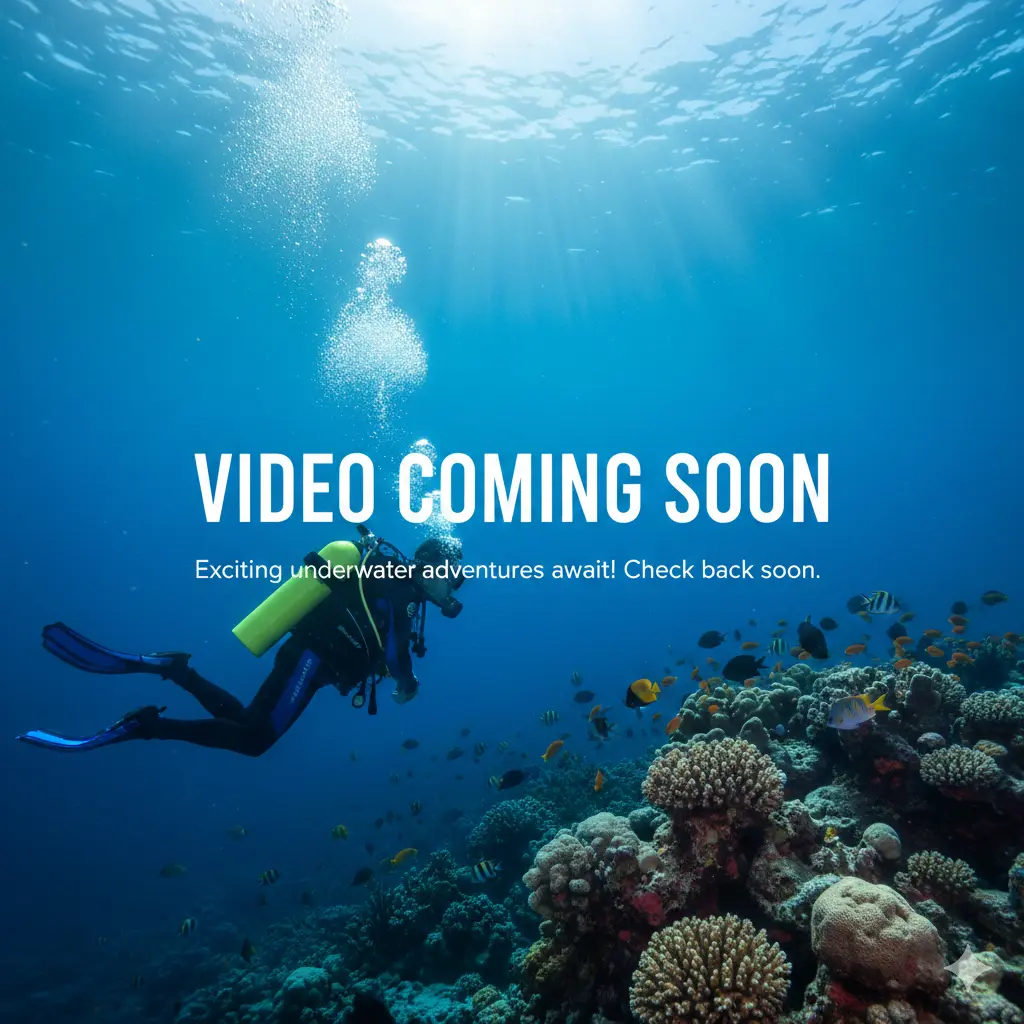 Vidéo bientôt disponible